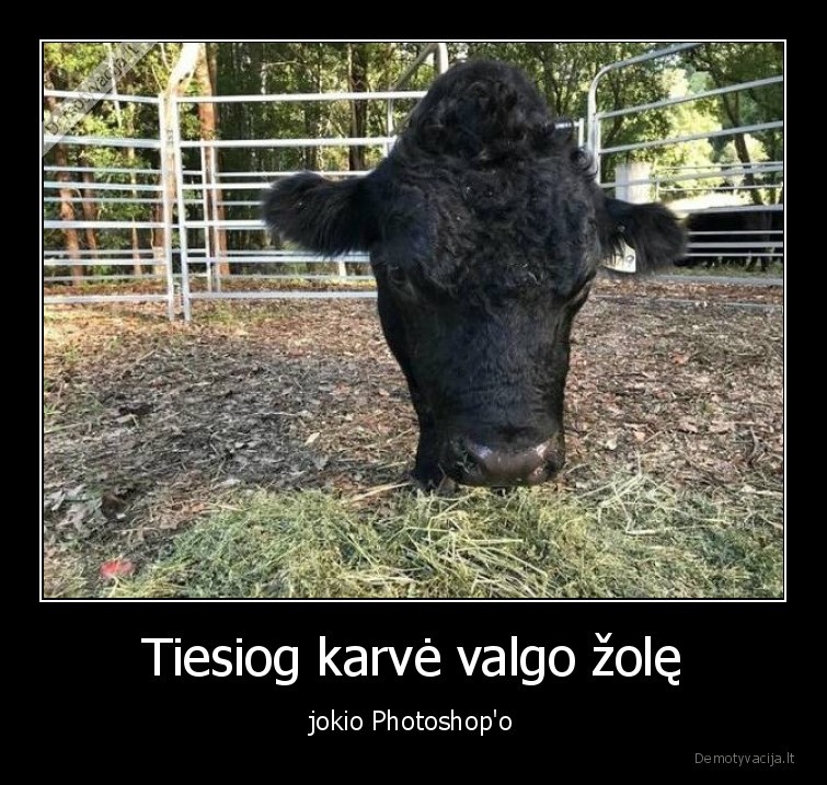 fotosopas,karve,valgo,zole,galva