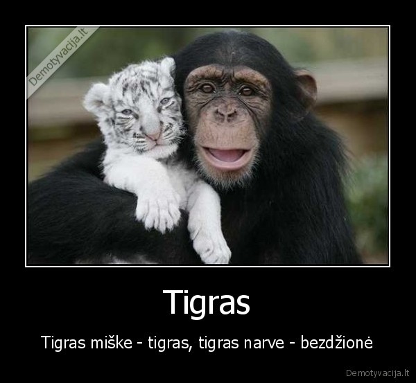 Tigras