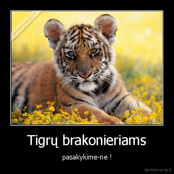 Tigrų brakonieriams