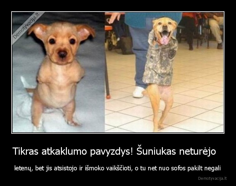 suniukas,letenos,atkaklumas