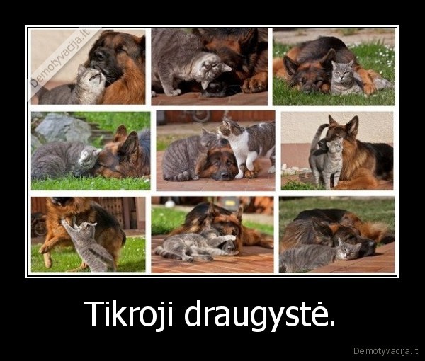 Tikroji draugystė.