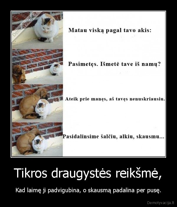 Tikros draugystės reikšmė,