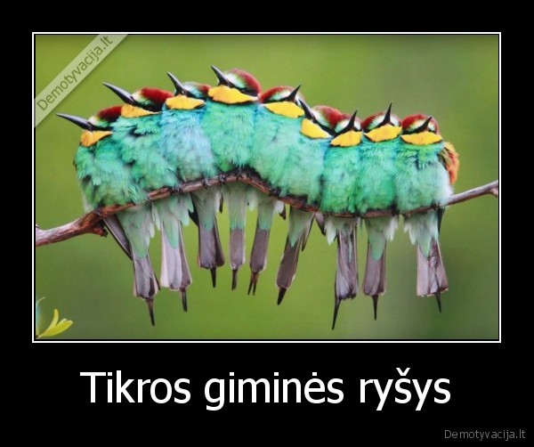 Tikros giminės ryšys