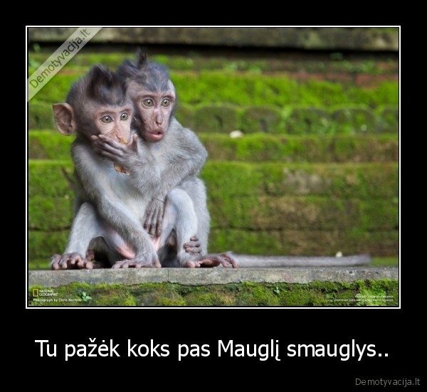 Tu pažėk koks pas Mauglį smauglys..