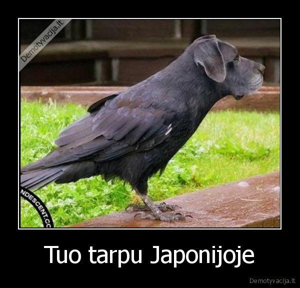 tuo, tarpu, japonijoje