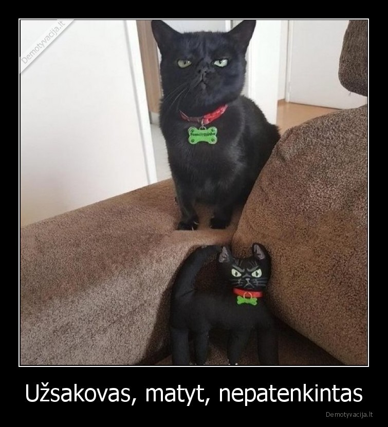 katinas,uzsakovas