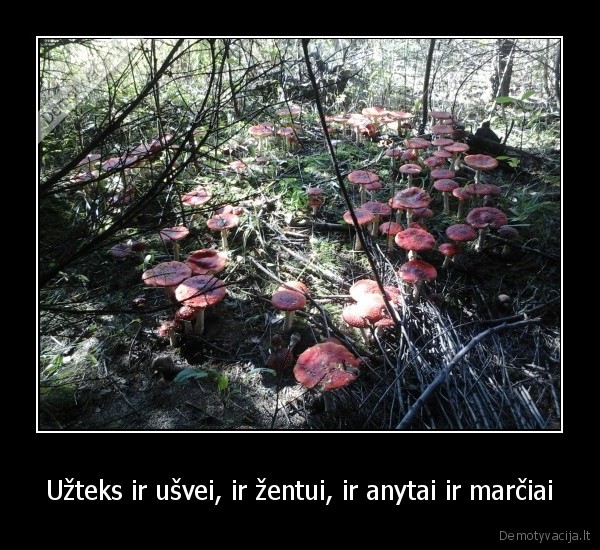 Užteks ir ušvei, ir žentui, ir anytai ir marčiai