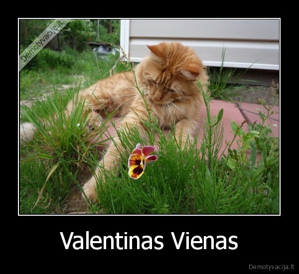 valentinas,vienas,meile