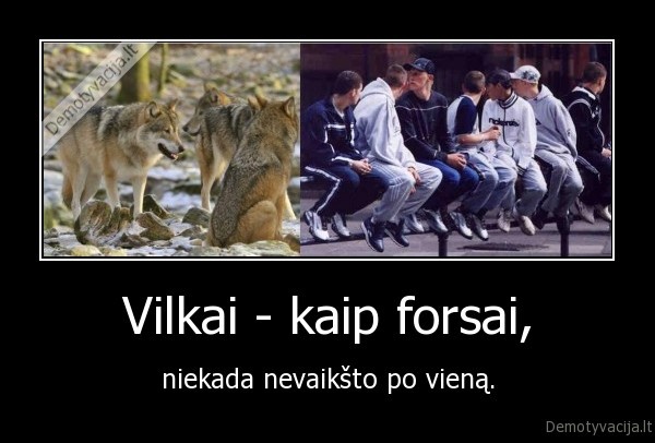 Vilkai - kaip forsai,