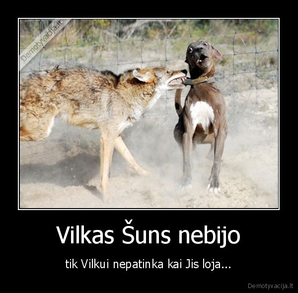 Vilkas Šuns nebijo