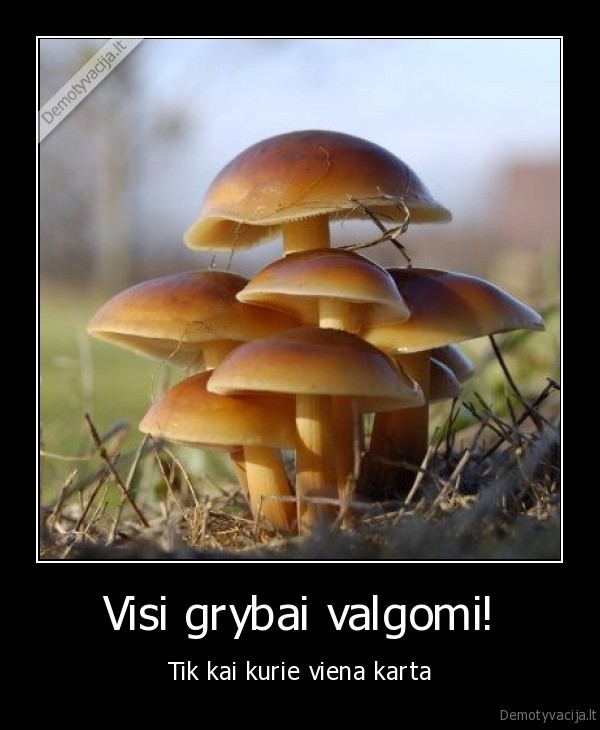 Visi grybai valgomi!