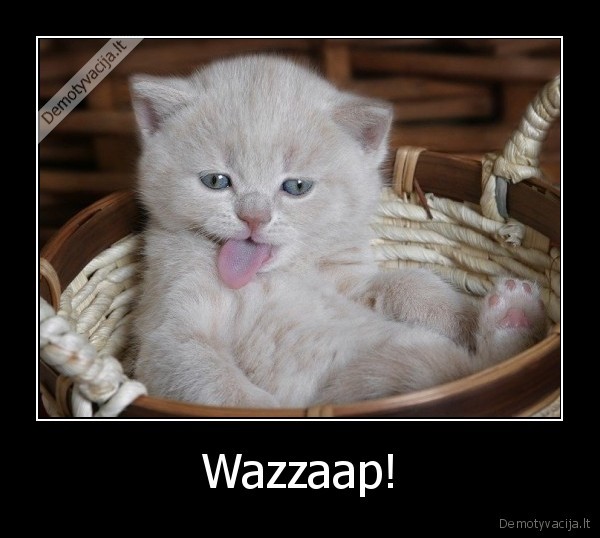 Wazzaap!