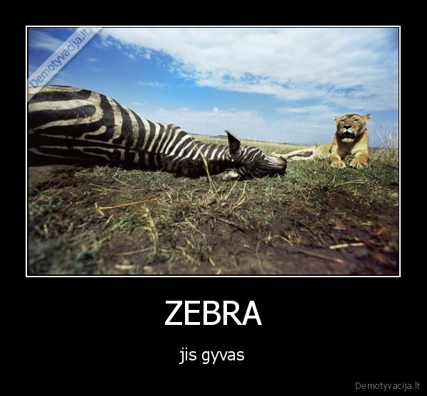 zebra