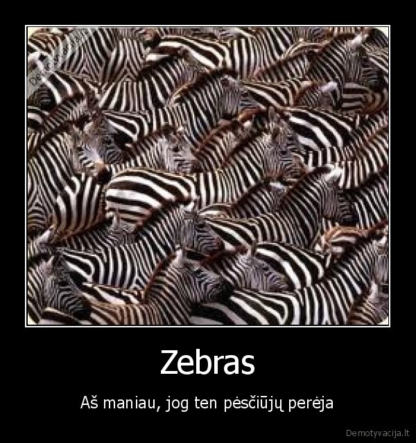 Zebras