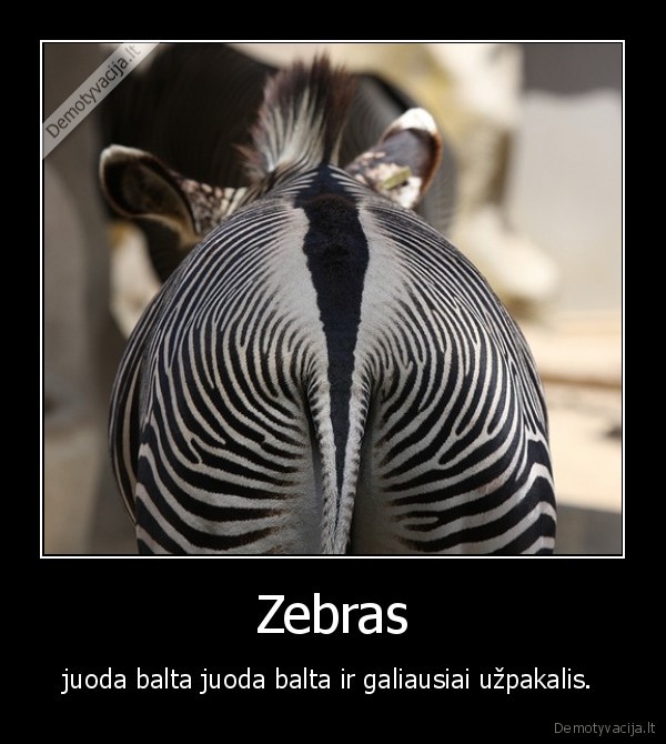 zebras,juodai, baltas, uzpakalis