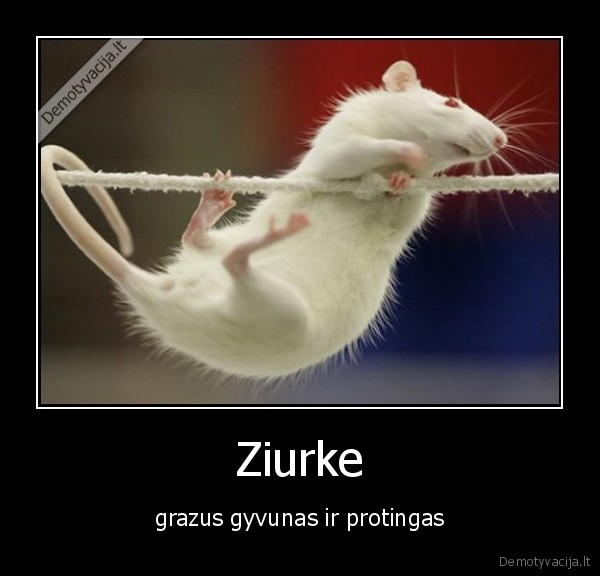 Ziurke