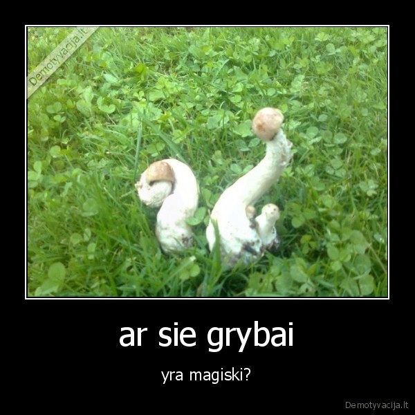 grybai