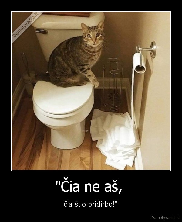 suo,kate,katinas,tualetas
