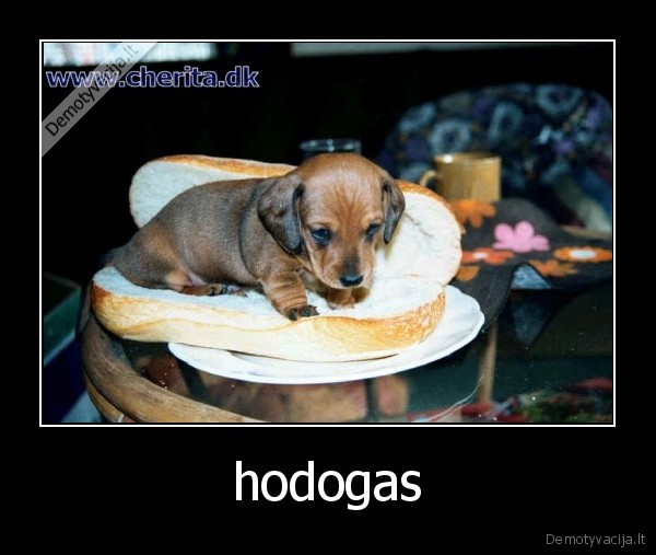 hodogas