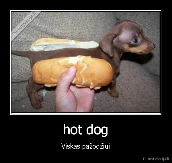 hot dog