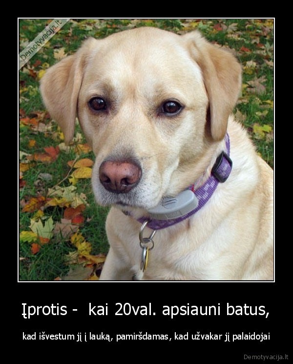 Įprotis -  kai 20val. apsiauni batus,