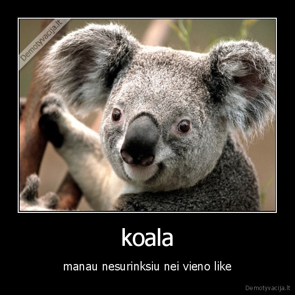 koala