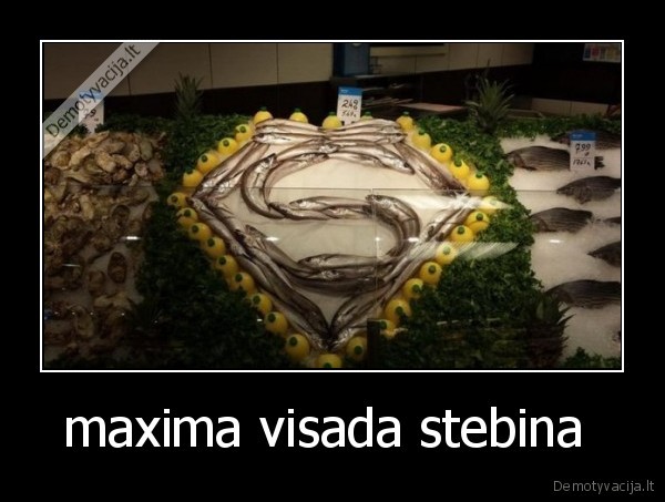 maxima visada stebina 