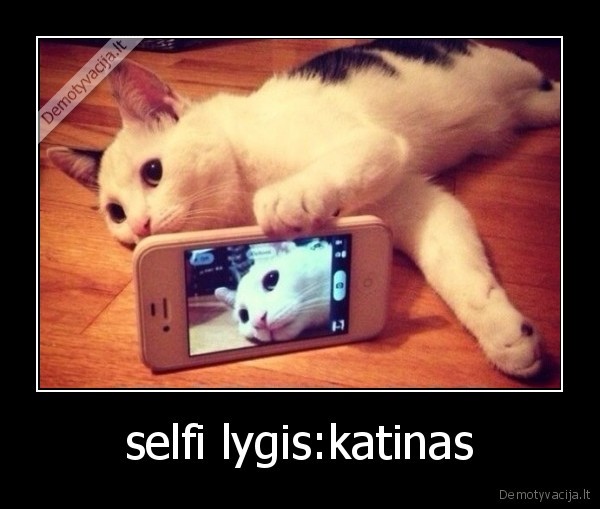 selfi lygis:katinas