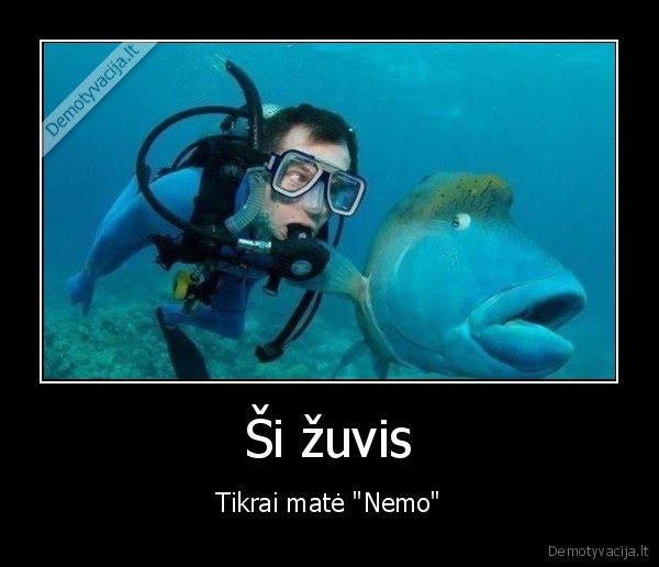 Ši žuvis