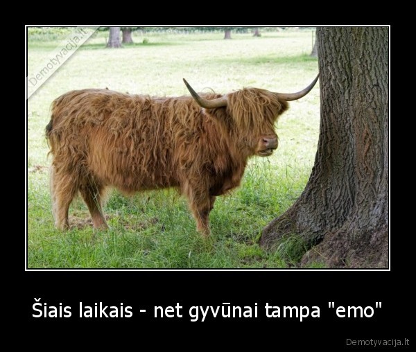 Šiais laikais - net gyvūnai tampa &quot;emo&quot;