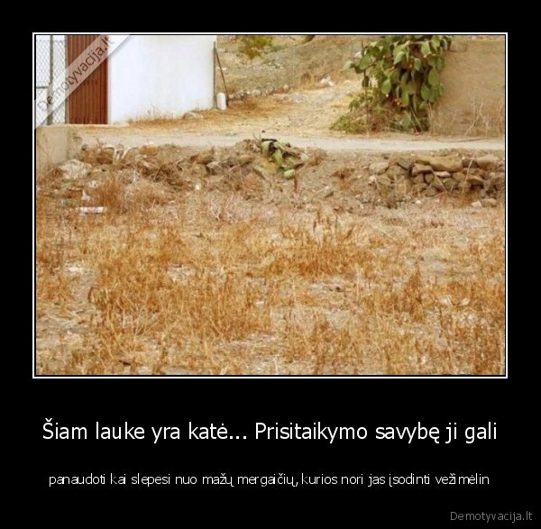 Šiam lauke yra katė... Prisitaikymo savybę ji gali