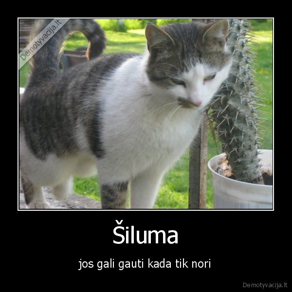 Šiluma