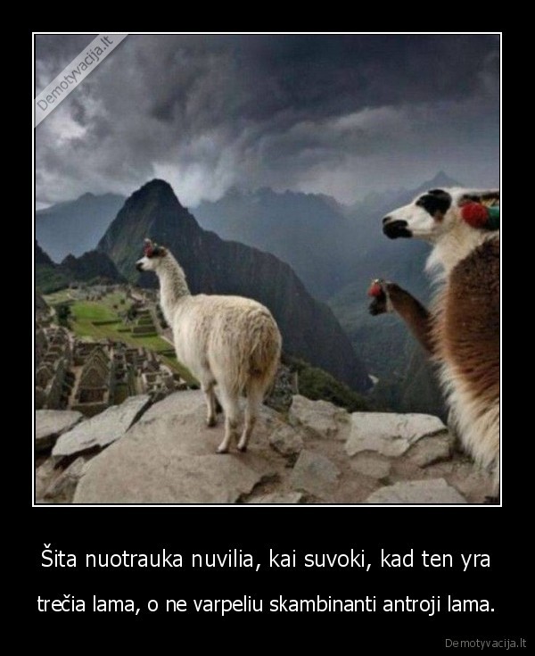 lama,nuotrauka