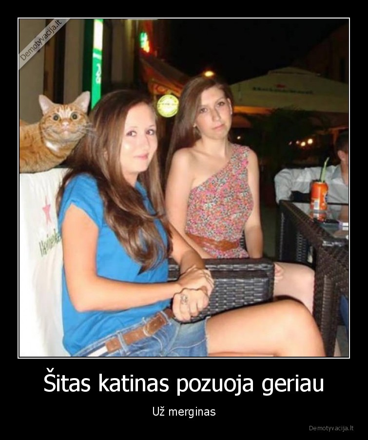 pozuojantis, katinas,poza