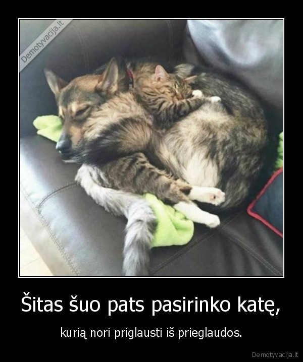 kate,katinas,suo