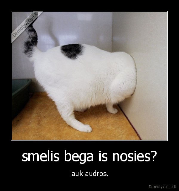 smelis bega is nosies?