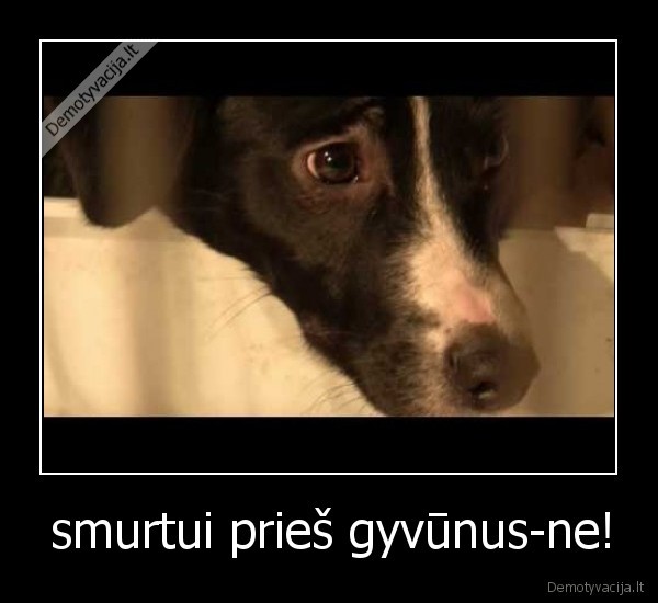 smurtui prieš gyvūnus-ne!