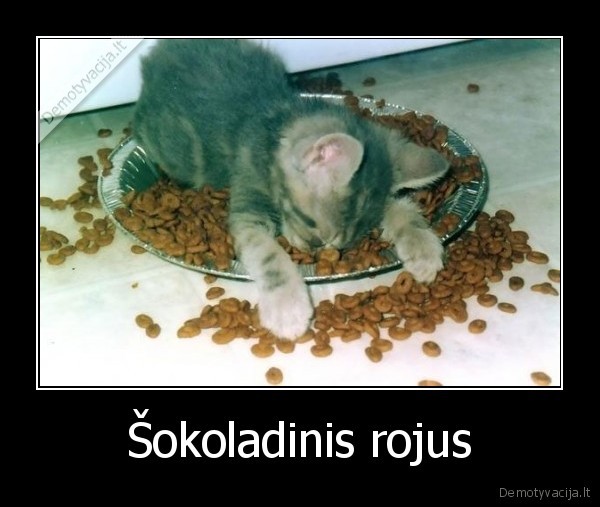 sokoldas,rojus, kates