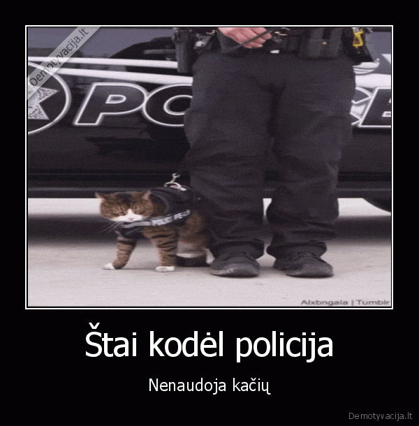 policijos, kate,katinas