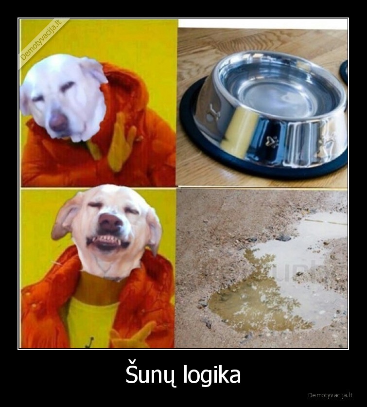 suo,vanduo,bala,logika