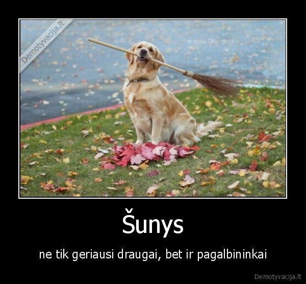 Šunys