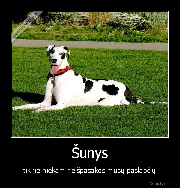 Šunys