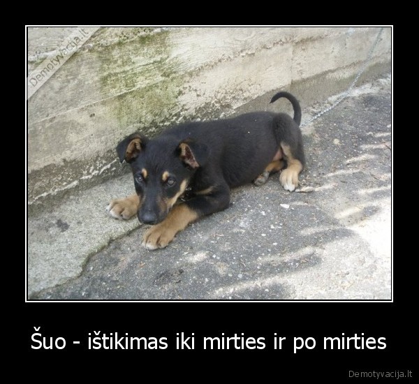 Šuo - ištikimas iki mirties ir po mirties