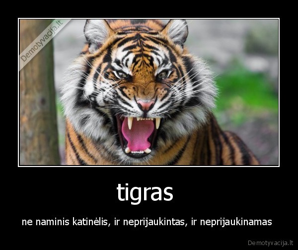 tigras 