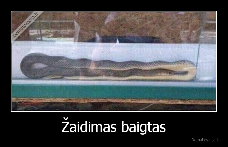 gyvatele,zaidimas, baigtas,zaidimai