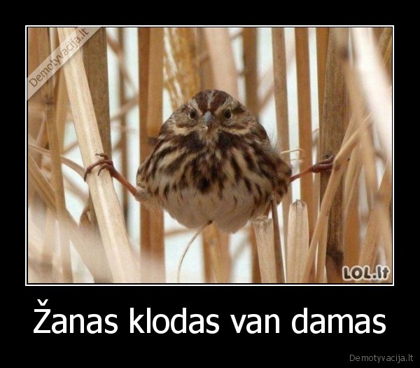 Žanas klodas van damas