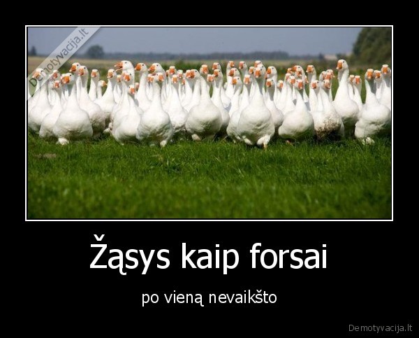 Žąsys kaip forsai