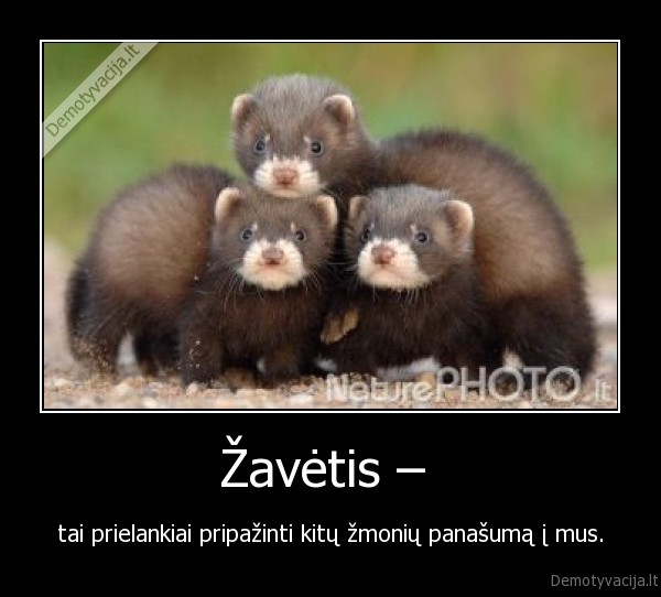 Žavėtis – 