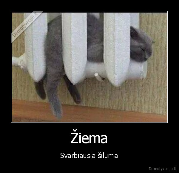 Žiema