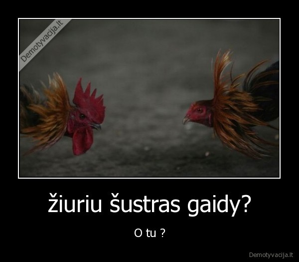 žiuriu šustras gaidy?